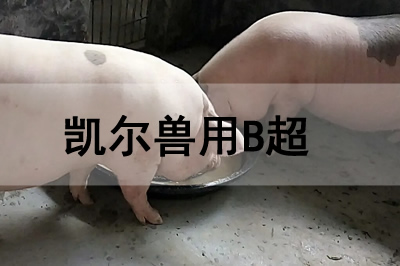 豬場(chǎng)獸用B超機(jī)怎么使用檢查懷孕母豬？